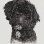 Cavapoo färgpennor målad för hand